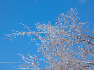 Tree branches encased in ice with a clear blue sky