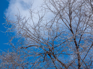 Ice-covered tree branches with a cloudy blue sky in winter