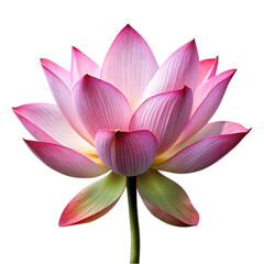 Pink Lotus Flower, Water Lily, Nature, Bloom, Botany