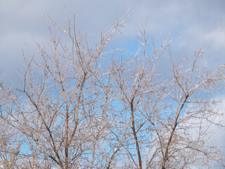tree branches coated in ice against a cloudy blue sky