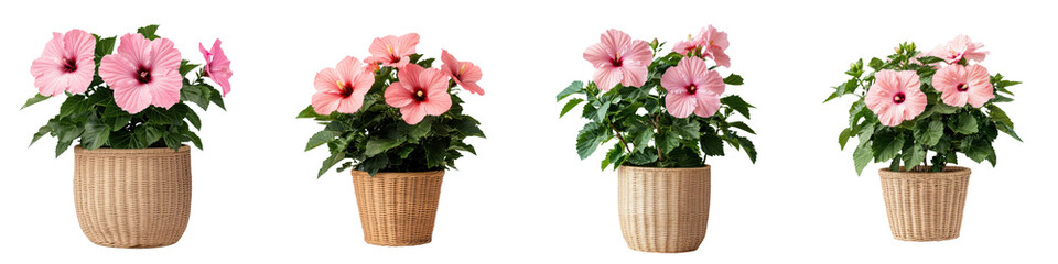 Obraz premium Vibrant pink hibiscus flowers in decorative pots