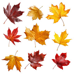 Fototapeta premium A collection of yellow and orange leaves