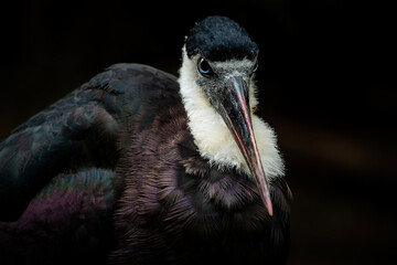 Fototapeta premium Asian woolly-necked stork