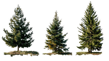 Fototapeta premium Evergreen Trio: A striking set of vibrant evergreen trees, each boasting a unique silhouette, stands elegantly against an airy backdrop. Their lush green foliage hints at the vitality of nature.