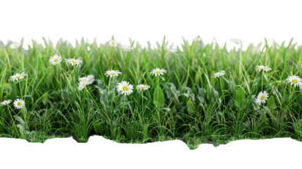 "A symphony of greenery, with wildflowers: Vibrant daisies peek through the emerald blades, a tranquil portrayal of natural beauty. a scene of tranquility and freshness.