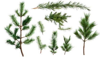 Obraz premium Evergreen Sprigs Collection: Detailed arrangement of various evergreen sprigs, showcasing the intricate textures and vibrant hues of these natural elements.