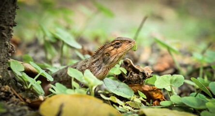 The oriental garden lizard, also called the eastern garden lizard, Indian garden lizard, common garden lizard, bloodsucker or changeable lizard.