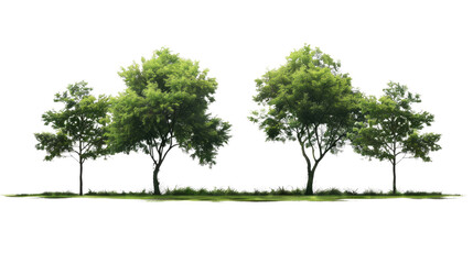 Harmony of Greens: Lush green trees with vibrant foliage stand majestically, a symbol of nature's enduring beauty, perfectly composed against a clean background.