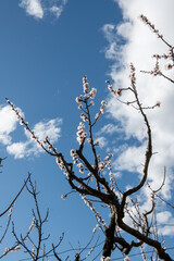 Branches d'abricotiers en fleurs