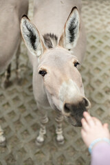 Child's hand reaching out to Somali donkey in zoo. Selective focus. Animal farms, children and animals interaction
