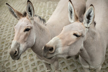 Two donkeys in a zoo, close-up of the head. Animals in parks and zoos, breeding animals on ranches and farms
