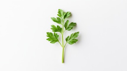 Fototapeta premium a single celery stalk isolated on a white background