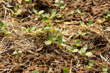 Spring vegetable seeds germinate