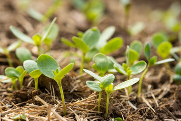 Spring vegetable seeds germinate