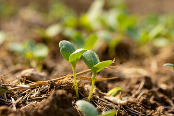 Spring vegetable seeds germinate
