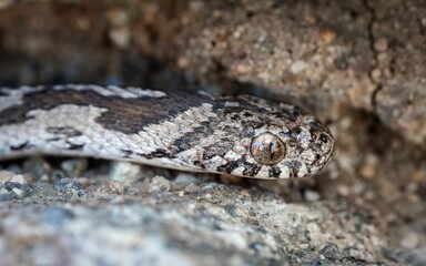 Fototapeta premium Close-up of a camouflaged snake in rocky terrain.