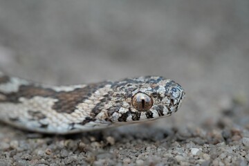 Obraz premium Close-up of a patterned snake head on gravel.