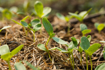 Spring vegetable seeds germinate