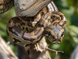 Obraz premium Python coiled on a tree branch in nature.