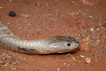 Obraz premium Close-up of a snake on red soil