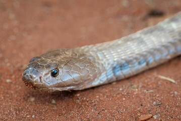 Fototapeta premium Close-up of a snake on red earth.