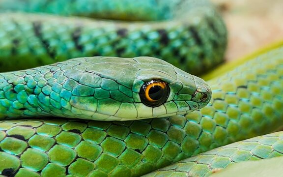 Vibrant Green Snake Close-Up - Powered by Adobe