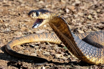 Obraz premium Cobra in Defensive Posture