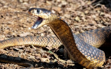 Obraz premium Cobra with open mouth on forest floor