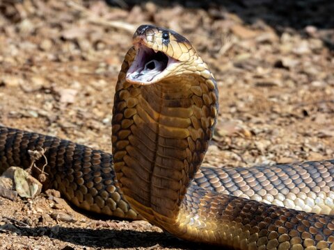 King Cobra with Expanded Hood