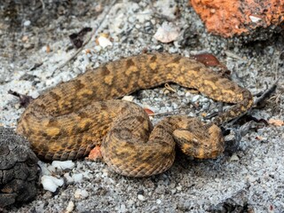 Obraz premium Horned Viper Snake in Natural Habitat