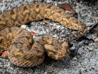 Obraz premium Horned viper camouflaged on rocky terrain.