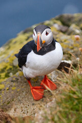 Puffin on a fjord under the rain. Latrabjarg Peninsula. Iceland
