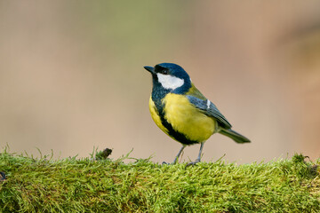 Fototapeta premium Kohlmeise auf Moos