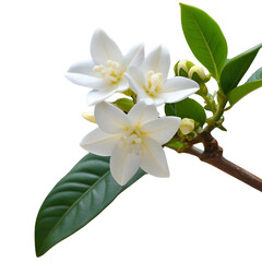 Fototapeta premium Delicate Blossom Display: A sprig of pristine white flowers with star-shaped petals, nestled among vibrant green leaves and budding blossoms, captures the freshness of nature.