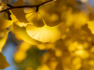 Obraz premium 秋の公園や街並みを彩るイチョウ並木の紅葉の風景。木漏れ日に輝く黄色いイチョウの葉っぱ。