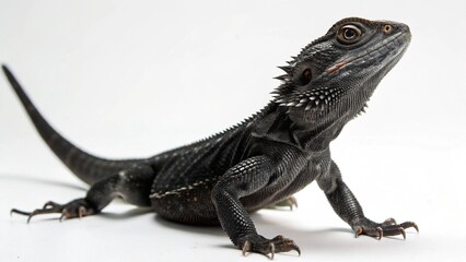 Obraz premium Black Dragon Lizard on studio background 