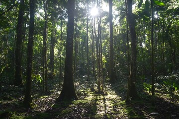 Naklejka premium sun rays in the forest