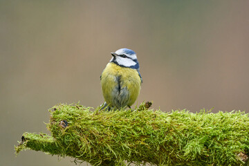 Blaumeise auf Moos