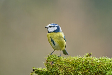 Blaumeise auf Moos