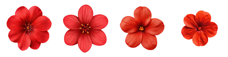 Obraz premium Four close up images of beautiful vivid red flowers with delicate petals pistils and stamens in full bloom against a clean white background