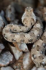 Obraz premium Snake camouflaged among rocks.