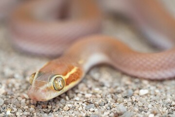 Fototapeta premium Close-up of a snake on gravel