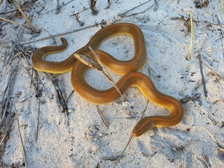 Obraz premium Golden-brown snake on sandy terrain.