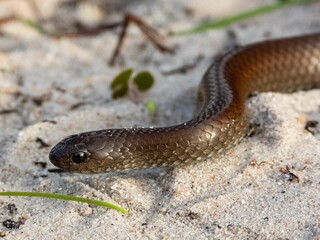 Obraz premium Brown Snake on Sandy Ground