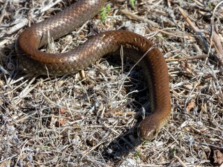 Obraz premium Brown snake in dry grass habitat