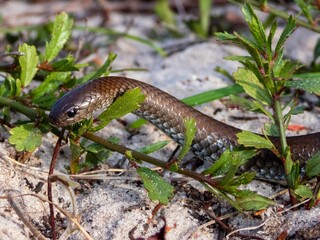 Obraz premium Snake slithering through foliage on sandy ground.