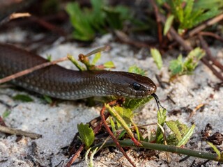 Snake slithering through grass and sand.