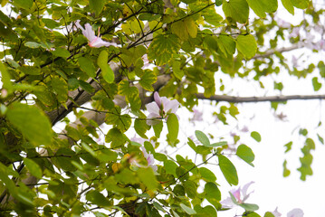 Bauhinia variegata orchid tree showing five petals flower