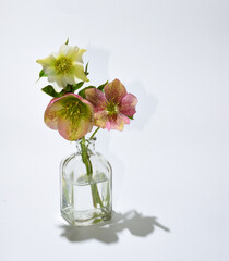 Three hellebores in clear glass bottle white background