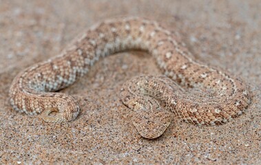 Horned viper camouflaged in desert sand.